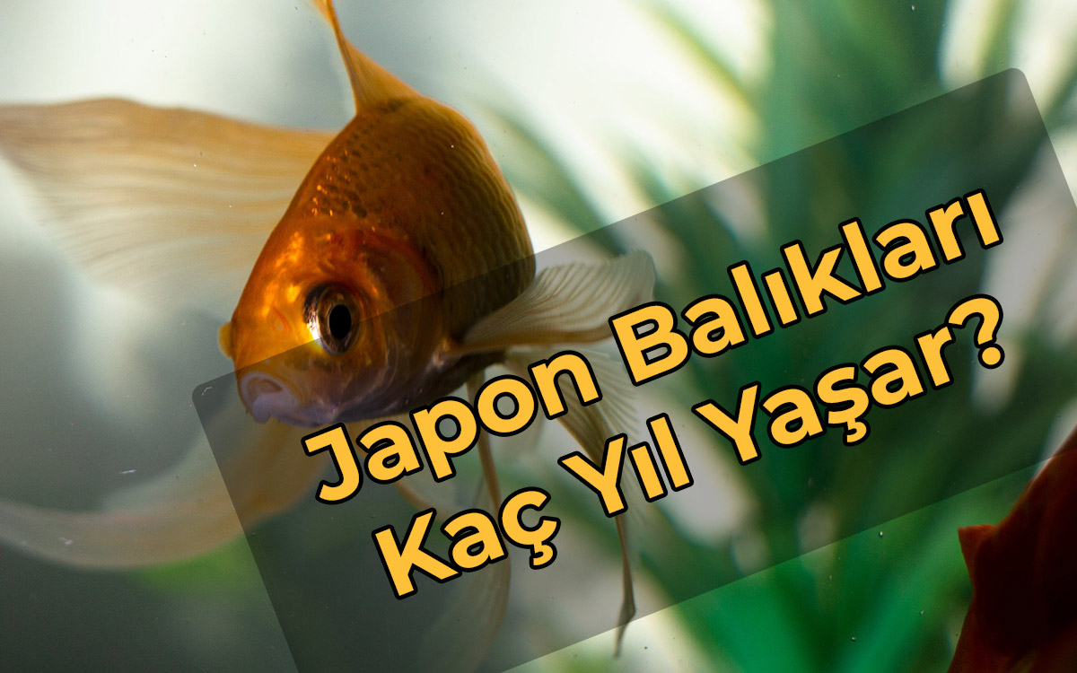 japon balıkları kaç yıl yaşar?
