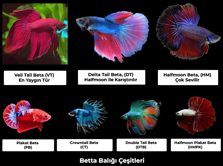 beta balığı çeşitleri
