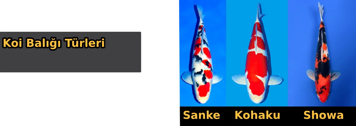 koi balığı türleri